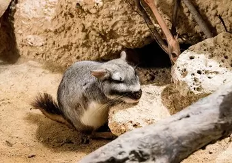 Animales del Zoo de Zúrich