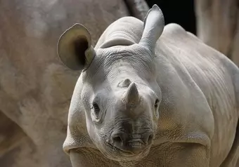 Animales del Zoo de Zúrich