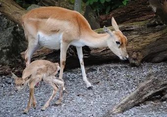 Animales del Zoo de Zúrich