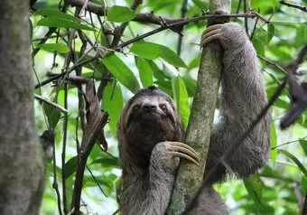 Manuel Antonio Sloth