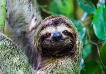 Manuel Antonio Sloth Face