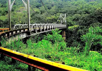 Jungle tour
