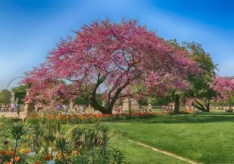 Jardin des Tuileries