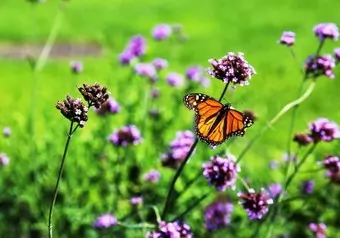 Explora la Belleza Natural en el Jardín de Mariposas Spirogyra_galeria_9787