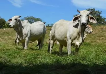 Finca Agroecológica en Arenal_galeria_2828