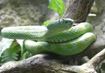 Llegada a Tuxtla Gutiérrez y Visita al Zoomat_galeria_2262