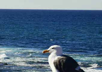 Paseo en por Girad Avenue y La Jolla Cove_galeria_9498