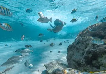 Punta Norte Isla Mujeres Peces