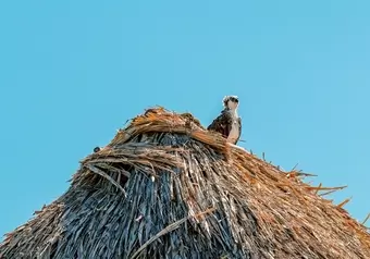 Isla de Pájaros Holbox