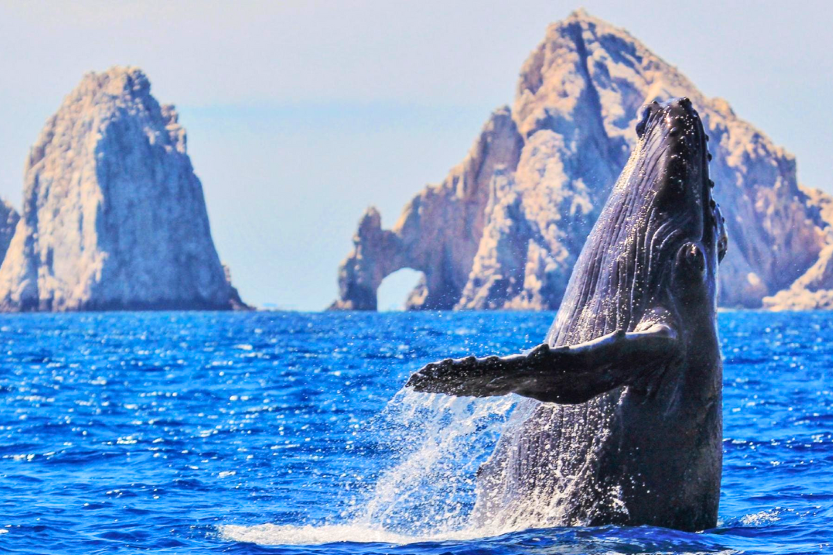 Whales, Cabo, La Paz – 5 Days, 4 Nights Superior Cat