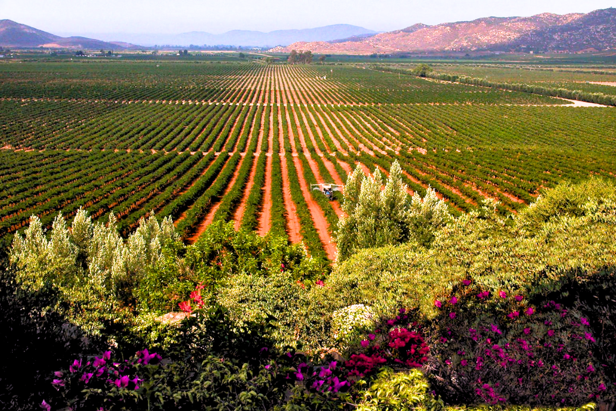La Ruta del Vino en Valle de Guadalupe Oro
