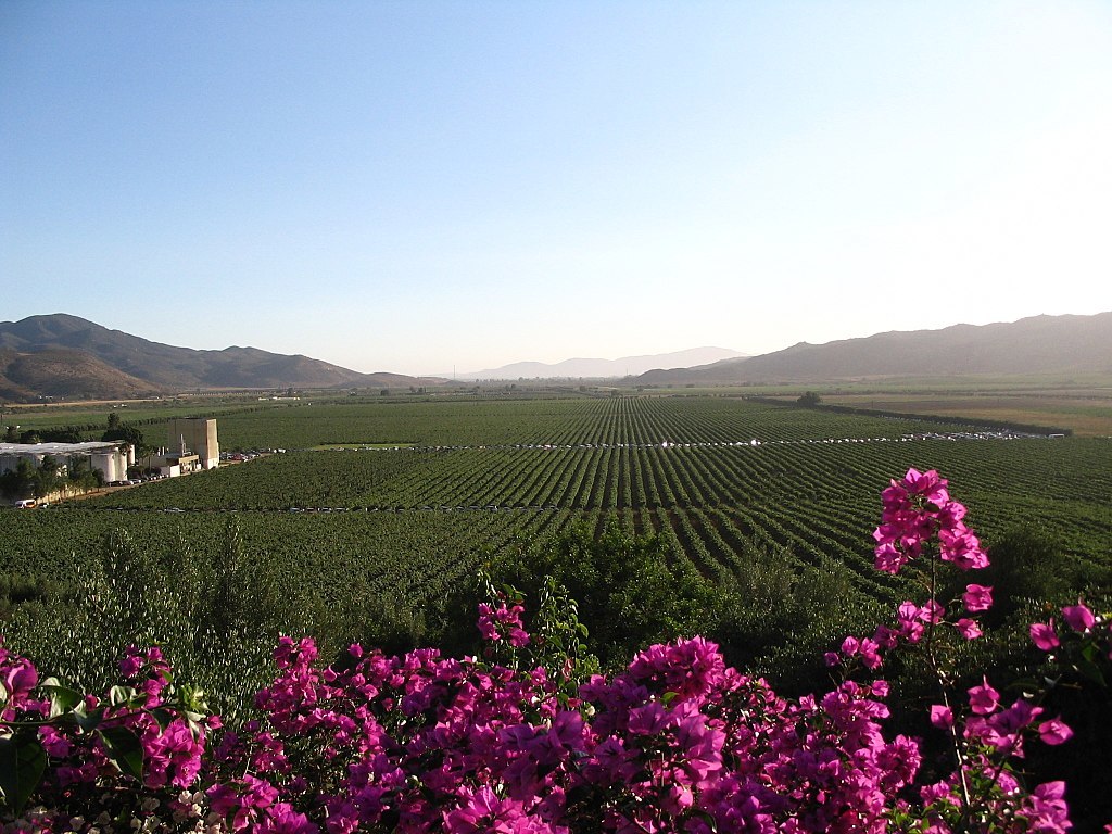 La Ruta del Vino en Valle de Guadalupe Plata