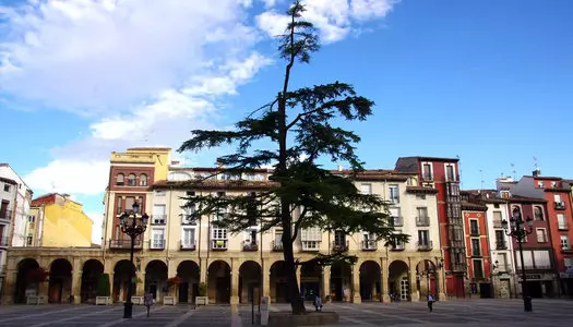 Día 6: La Rioja, España