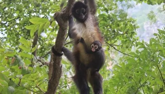 Día 6: Palenque, México