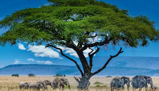 Día 8: Tarangire