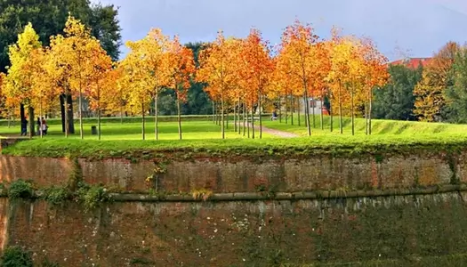 Día 16: Lucca, Italia