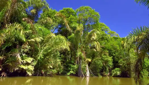 Día 3: Costa del Caribe  / Tortuguero, Costa Rica