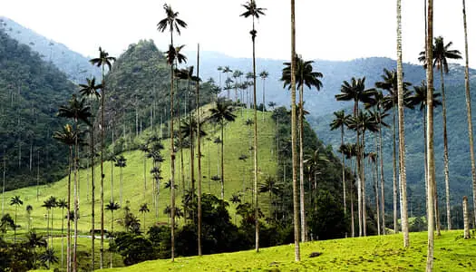 Día 5: Armenia, Colombia
