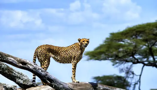 Día 6: Ngorongoro