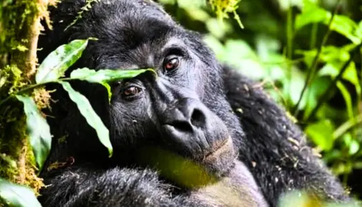 Día 8: Parque Nacional Bwindi