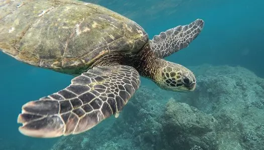 Día 2: San José, Costa Rica - Costa del Caribe  / Tortuguero, Costa Rica