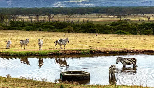 Día 6: Lago Nakuru