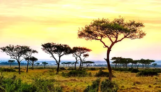 Día 7: Masai Mara