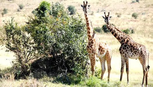 Día 5: Ngorongoro