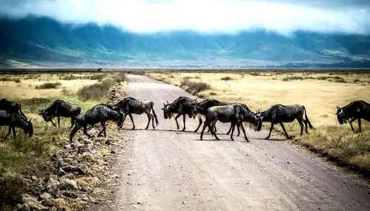 Día 3: Ngorongoro