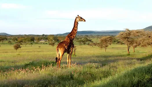 Día 5: Ngorongoro