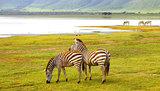 Día 6: Ngorongoro