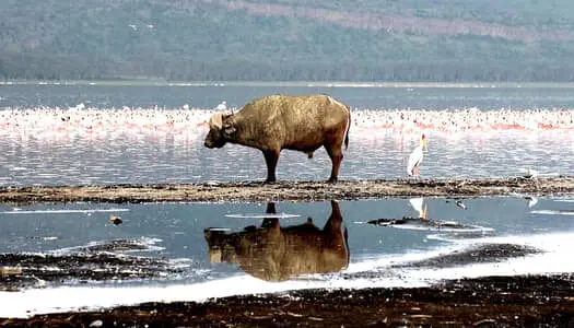 Día 4: Lago Nakuru