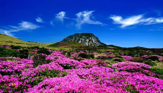 Día 8: Jeju- Do