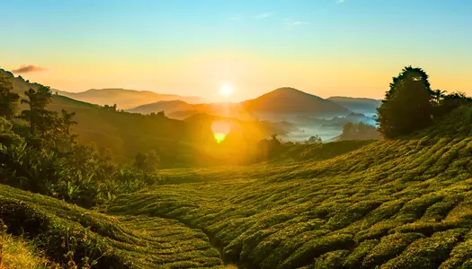 Día 6: Cameron Highlands