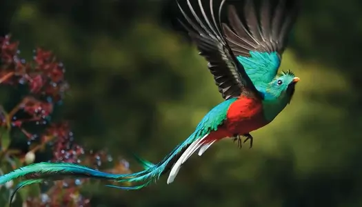 Día 4: Arenal, Costa Rica - Monteverde, Costa Rica