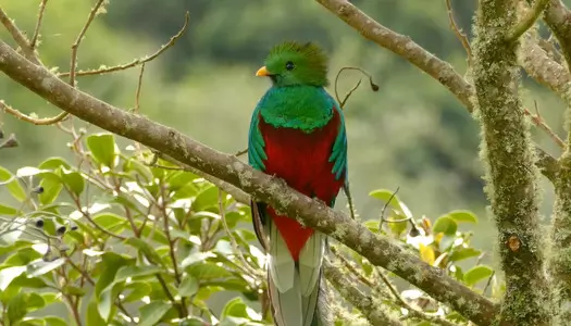Día 5: Monteverde, Costa Rica