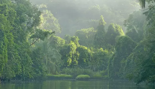 Día 8: Manuel Antonio, Costa Rica - Corcovado, Costa Rica
