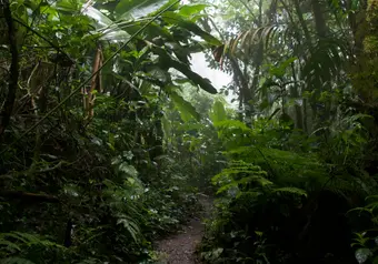 Bosque nuboso, San Ramón, Costa Rica