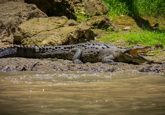 Cocodrilo en el Río Tárcoles