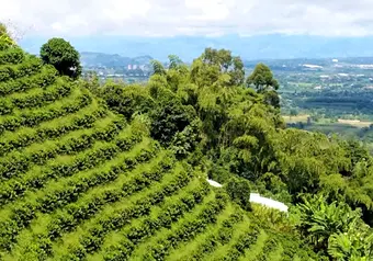 Finca Cafetera