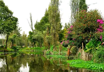 Jardines de lava del Pedregal de San Ángel