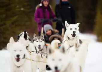 BANFF Día libre con opción de paseo en trineo de perros_galeria_3462