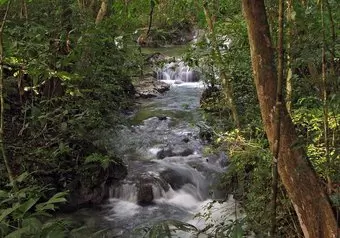 Caminata en la Selva Lacandona con un Guía Lacandón - Cascada de las Golondrinas - Palenque_galeria_4835