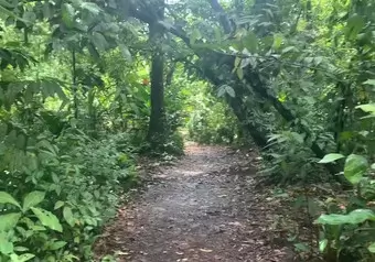 Tortuguero Rainforest