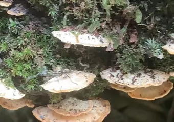 Tortuguero Moshrooms