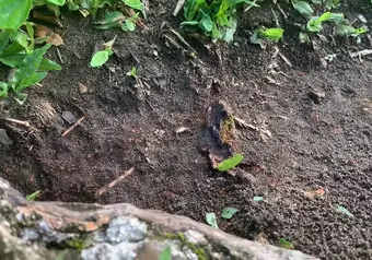 Tortuguero Animals