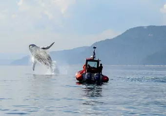 Crucero matutino para visitar la ballena blanca_galeria_4234