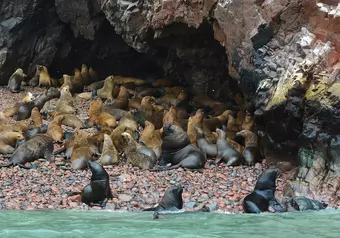 Paracas - Islas Ballestas - Lima_galeria_2199