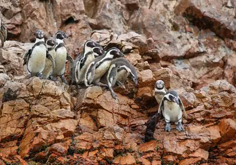 Paracas - Islas Ballestas - Lima_galeria_5278