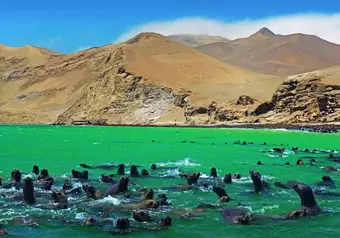 Paracas - Islas Ballestas - Lima_galeria_5918